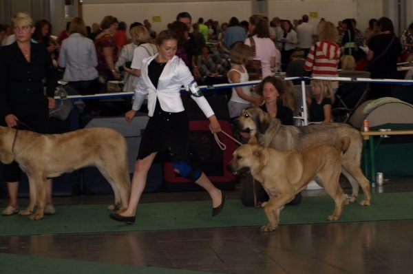 JWW 2008 female 03.07.2008 - World Dog Show, Stockholm, Sweden
