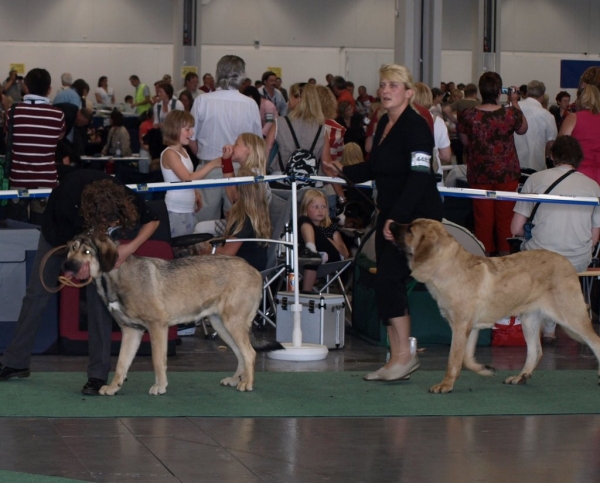 03.07.2008 - World Dog Show, Stockholm, Sweden
