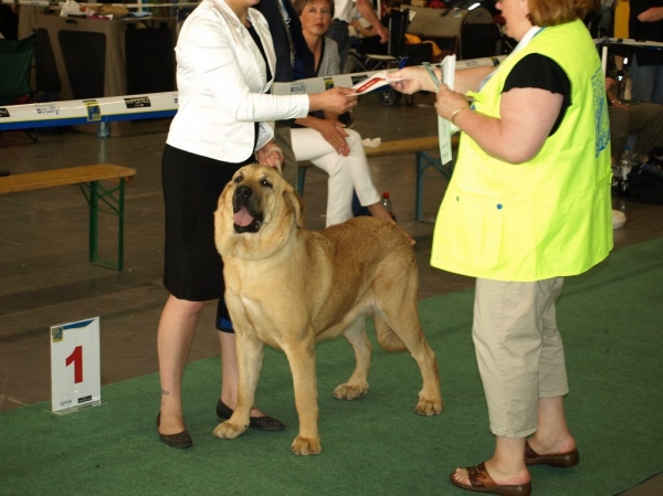 JWW 2008 female 03.07.2008 - World Dog Show, Stockholm, Sweden
