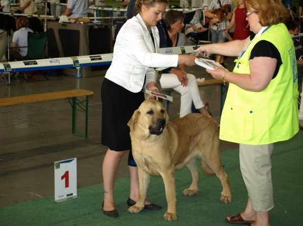 JWW 2008 female 03.07.2008 - World Dog Show, Stockholm, Sweden
