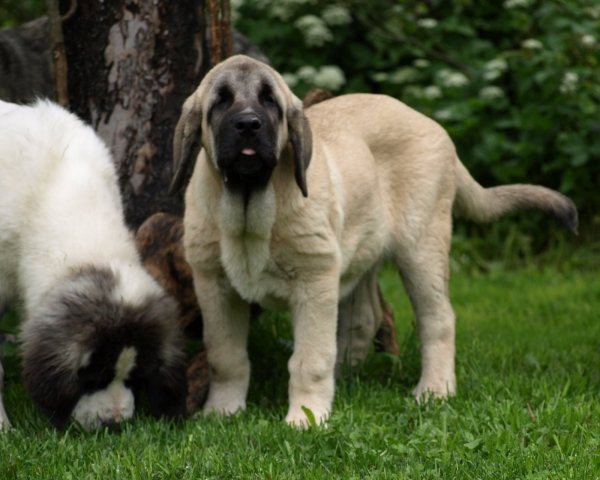 Montaro de Bao La Madera - 3,5 months old 
(Sanson x Primavera de Campollano)
Born: 24.03.2008

Keywords: zarmon