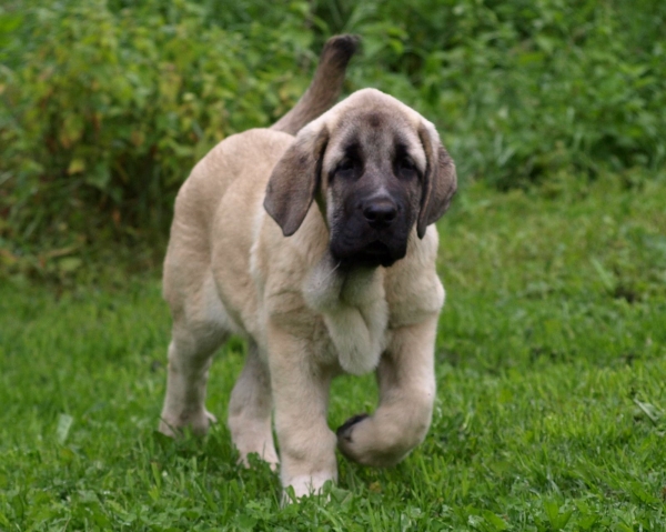 Montaro de Bao La Madera - 3,5 months old 
(Sanson x Primavera de Campollano)
Born: 24.03.2008

Keywords: zarmon