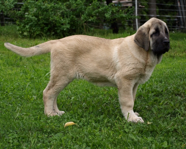 Montaro de Bao La Madera - 3,5 months old 
(Sanson x Primavera de Campollano)
Born: 24.03.2008

Keywords: zarmon