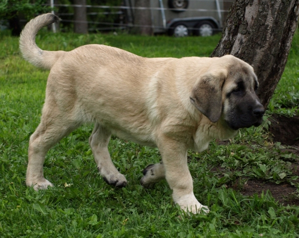 Montaro de Bao La Madera - 3,5 months old 
(Sanson x Primavera de Campollano)
Born: 24.03.2008

Keywords: zarmon