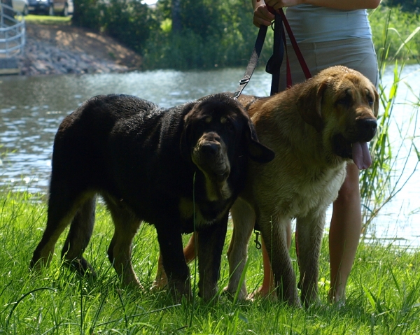 Ebano de Anaise (6 months), Zarmon de Celly Alizee (12 months)
Ebano: Rondo de Buxionte x Boria
Alizee: CH. Emperador Dominio Lu Dareva x CH .Charisma Zaark Mastibe
