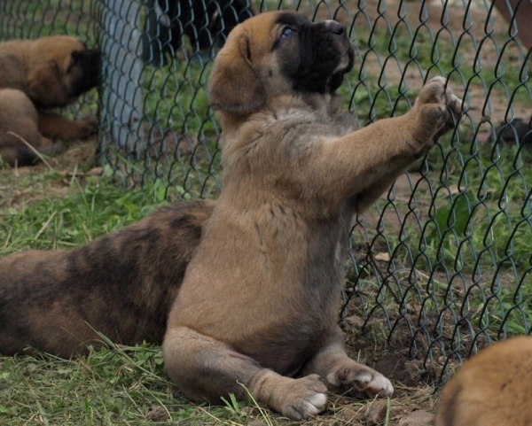 Zarmon de Celly Alanza - born 25.06.2009
Emperador Dominio Lu Dareva x Charisma Zaark Mastibe


Keywords: zarmon puppyestonia