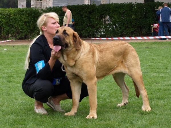 Charisma Zaark Mastibe - National dog show 23.08.2008 in Väimela, Estonia- in junior class: exc. 1, BOB junior, Best female, BOB
Keywords: zarmon