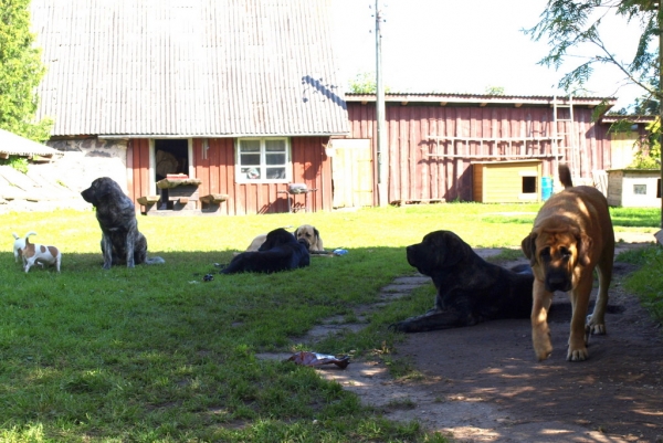 Our dogs - living happily together in our big garden.
