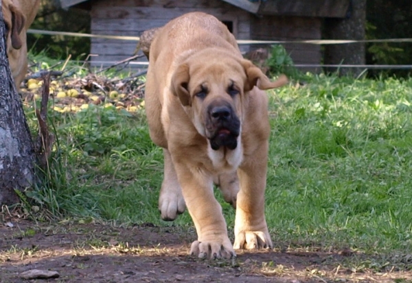 Zarmon de Celly Alizee - 3 months
CH. Emperador Dominio Lu Dareva x CH. Charisma Zaark Mastibe
