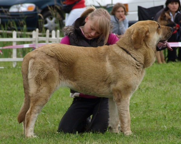 Zarmon de Celly Alizee- 11 months old
CH. Emperador Dominio Lu Dareva x CH. Charisma Zaark Mastibe
Keywords: zarmon