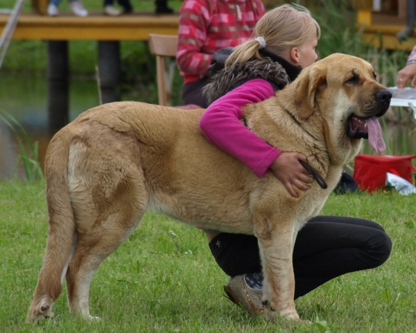 Zarmon de Celly Alizee - 11 months
CH. Emperador Dominio Lu Dareva x CH. Charisma Zaark Mastibe 
20.6. Int. show in Moletai, Lithuania - JCAC, Best female, BOB 
Keywords: zarmon