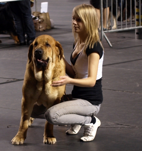 Int. dog show in Tallinn, Estonia 11.2.2011 - Zarmon de Celly Alizee - CACIB, BOB -Best of breed
RUS JCH & BALT JW`10 & EST JW`10 & EST JCH & LV JCH & LT JCH & BALT JCH Zarmon de Celly Alizee (born: 25.06.2009)
 ICH Charisma Zaark Mastibe x CH Emperador Dominio Lu Dareva
Keywords: zarmon