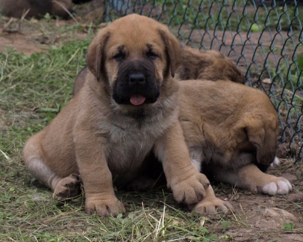 Zarmon de Celly Alizee 35 days - born 25.06.2009
Emperador Dominio Lu Dareva x Charisma Zaark Mastibe


Keywords: zarmon puppyestonia