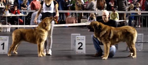 Int. dog show in Tallinn 11.2.2011 - Zarmon de Celly Alizee - CACIB, BOB-(Best of Breed)  & Anuler Amado - CAC, EST CH, CACIB, BOS 
Zarmon de Celly Alizee (born: 25.06.2009) - ICH Charisma Zaark Mastibe x CH Emperador Dominio Lu Dareva
Anuler Amado (born: 18.10.2008) CH Elton Z Kraje Sokolu x Anais Rio Rita
Keywords: zarmon