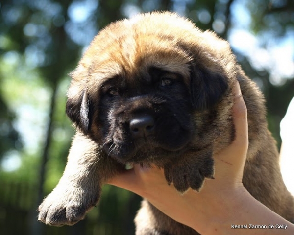 3 weeks old puppy
CH. Indiano Mastibe x CH. Charisma Zaark Mastibe
Keywords: zarmon