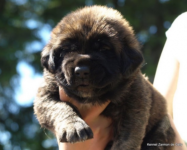 3 weeks old puppy
CH. Indiano Mastibe x CH. Charisma Zaark Mastibe
Keywords: zarmon