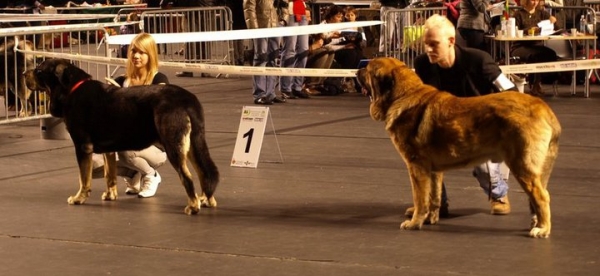 Int. dog show in Tallinn, Estonia 11.2.2011: Ebano de Anaise - JCAC, Bob Junior, BM-2; Anuler Amado - CAC, CACIB, EST CH, BOS
Ebano de Anaise (born: 30.12.2009) - Rondo de Buxionte x Boria
Anuler Amado (born: 18.10.2008) - Elton Z Kraje Sokolu x Anais Rio Rita
Keywords: 2011 zarmon