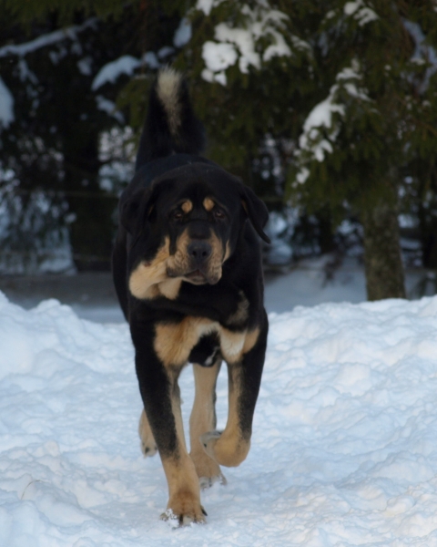 Ebano de Anaise 11 months
Rondo de Buxionte x Boria
Keywords: zarmon snow nieve