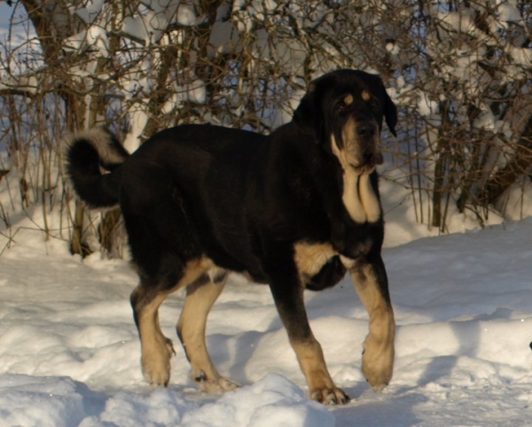 Ebano de Anaise 11 months
Rondo de Buxionte x Boria
Keywords: zarmon snow nieve