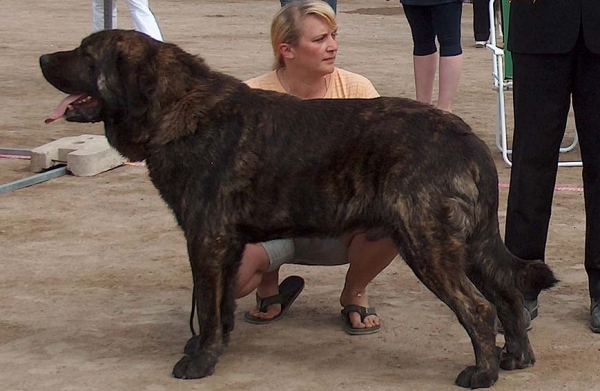 CH. Indiano Mastibe 
Kotka, Finland International dog show 19.6.2010, CAC, CACIB, BOB - FINNISH CHAMPION 
Photo: Harri Lavonen
20.6. Int. show in Moletai, Lithuania - CAC, CACIB, Best male.
Keywords: zarmon