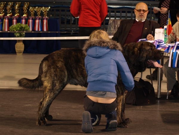 Ch. Indiano Mastibe - Int. dog show in Tallinn, Estonia 12.2.2010 - in champion class: CAC, CACIB, BOS
Indiano is now also Estonian & Latvian & Lithuanian & Baltic Champion
Keywords: zarmon