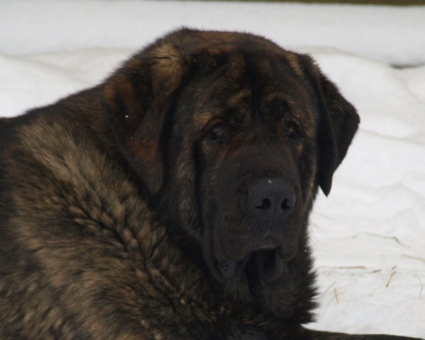 ICH Indiano Mastibe
Interchampion, Finnish, Russian, Estonian, Latvian, Lithuanian, Baltic, RFLS Champion

ICH Unique Du Domaine Du Runneval x ICH Connie Mastibe
                Born in 18.09.2007
Keywords: zarmon head portrait cabeza