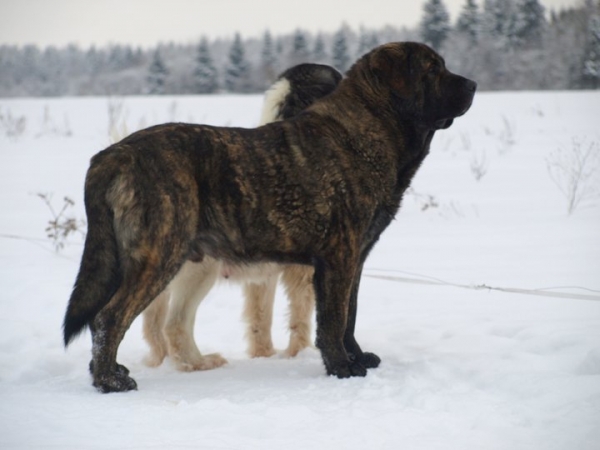 ICH Indiano Mastibe
Interchampion, Finnish, Russian, Estonian, Latvian, Lithuanian, Baltic, RFLS Champion

ICH Unique Du Domaine Du Runneval x ICH Connie Mastibe
                Born in 18.09.2007
Keywords: zarmon snow nieve