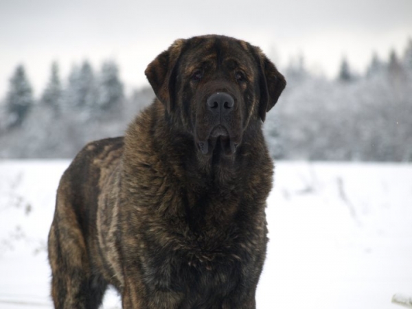 ICH Indiano Mastibe
Interchampion, Finnish, Russian, Estonian, Latvian, Lithuanian, Baltic, RFLS Champion

ICH Unique Du Domaine Du Runneval x ICH Connie Mastibe
                Born in 18.09.2007
Keywords: zarmon snow nieve