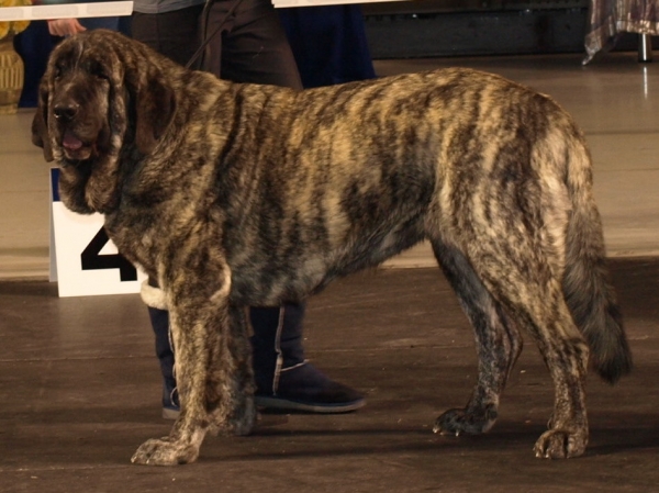 Ch. Julia Mastibe Int. dog show in Tallinn, Estonia 12.2.2010 - CAC, CACIB, BOB
Julia is now Estonian & Latvian Champion

Keywords: zarmon