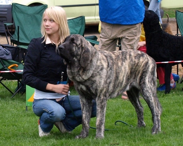 Julia Mastibe 8 months old - very promising 1, BOB PUPPY , in National dog show 23.08.2008 Väimela , Estonia
Keywords: zarmon