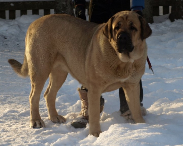 CH Kally Amena Mastibe 2,5 y.o.
Neron de Laciana x ICH Feya Mastibe
Keywords: zarmon snow nieve