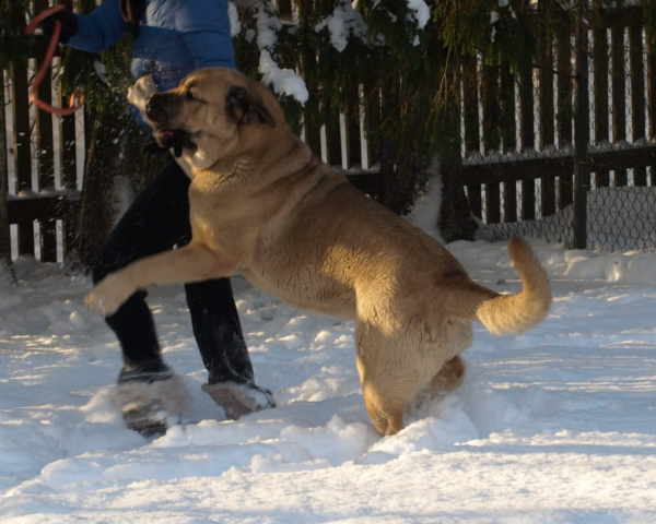  CH Kally Amena Mastibe 2,5 y.o. 
 Neron de Laciana x ICH Feya Mastibe
Keywords: zarmon snow nieve