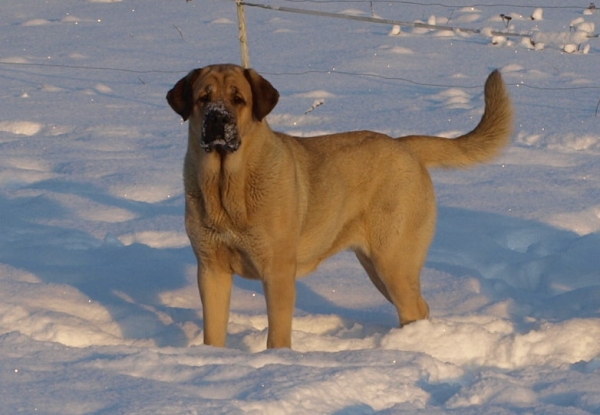 JCh. Kally Amena Mastibe 18 months
Neron de Laciana x ICh. Feya Mastibe
Keywords: zarmon snow nieve