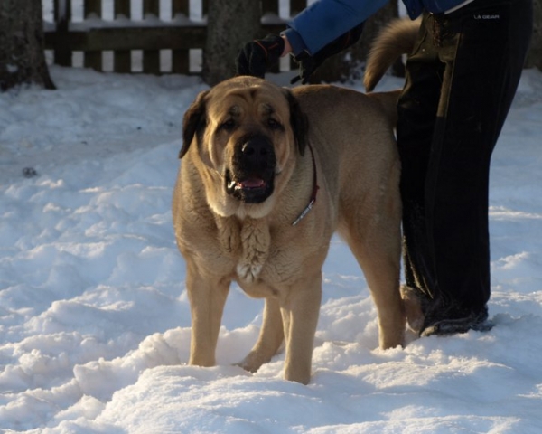 CH Kally Amena Mastibe 2,5 y.o.
Neron de Laciana x ICH Feya Mastibe 
Keywords: zarmon snow nieve