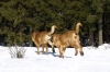 Filename=03310236.JPG
Filesize=168KiB
Dimensions=1024x684
Date added=%790 %31, %2011 03310236.JPG