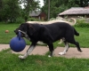 Filename=4470805.jpg
Filesize=62KiB
Dimensions=640x512
Date added=%452 %09, %2009 4470805.jpg