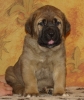 Filename=Fiona_5_weeks-6.JPG
Filesize=650KiB
Dimensions=1666x1980
Date added=%957 %18, %2011 Fiona_5_weeks-6.JPG