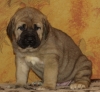 Filename=Freya_5_weeks-7.JPG
Filesize=460KiB
Dimensions=1822x1683
Date added=%957 %18, %2011 Freya_5_weeks-7.JPG
