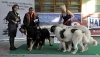 Filename=LV_BRACE_BIS_1.jpg
Filesize=40KiB
Dimensions=500x285
Date added=%400 %06, %2012 LV_BRACE_BIS_1.jpg