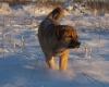 Filename=P1072774~0.JPG
Filesize=324KiB
Dimensions=1600x1282
Date added=%765 %08, %2009 P1072774~0.JPG