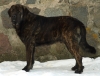 Filename=indy.JPG
Filesize=487KiB
Dimensions=1673x1280
Date added=%244 %31, %2010 indy.JPG