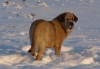 Filename=kally.JPG
Filesize=97KiB
Dimensions=709x490
Date added=%975 %08, %2010 kally.JPG