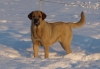 Filename=kally_2.JPG
Filesize=100KiB
Dimensions=782x542
Date added=%974 %08, %2010 kally_2.JPG