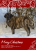 Filename=merry_christmas_and.jpg
Filesize=80KiB
Dimensions=400x550
Date added=%938 %21, %2010 merry_christmas_and.jpg