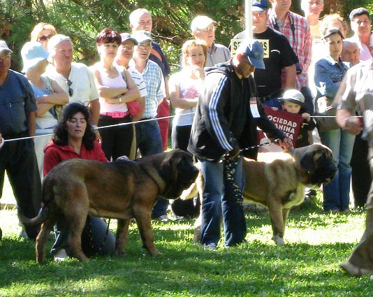 campeonato de León 07
Concurso Barrios de Luna , CC.Macho
Keywords: Mastin