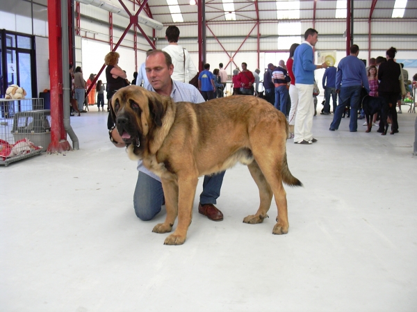 ANIBAL DE BASILLON, 1º clase jóven, MR, 2º RE, 3º Gr - I DOG SHOW CIDADE DE FERROL 2008
Keywords: 2008 basillon