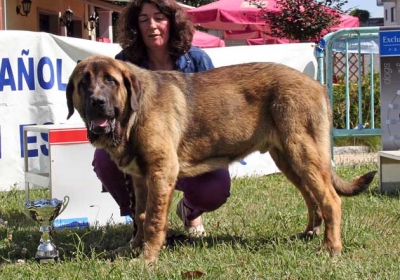 ATILA DE BASILLON
concurso Xinzo de Limia, campeonato AEPME 09, CC M. MB. 1º, mejor cachorro
Mots-clés: mastÃ­n espaÃ±ol