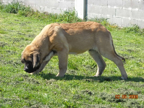 Conan de Basillón
cercano a los 4 meses
Keywords: basillon