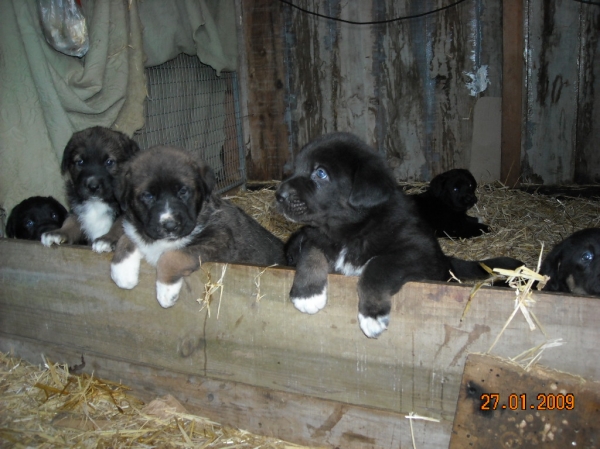 Cachorros de Basillon
Keywords: basillon