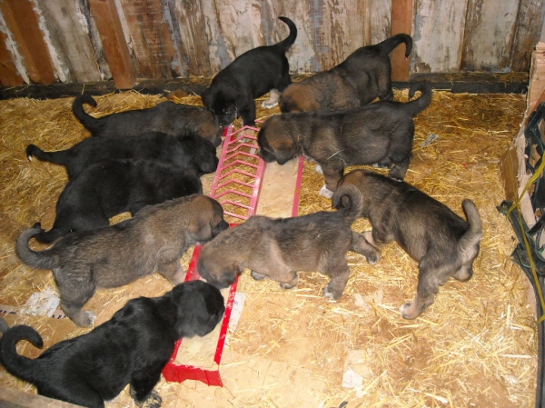 Los de Basillon -  la hora del desayuno
Keywords: puppyspain puppy cachorro